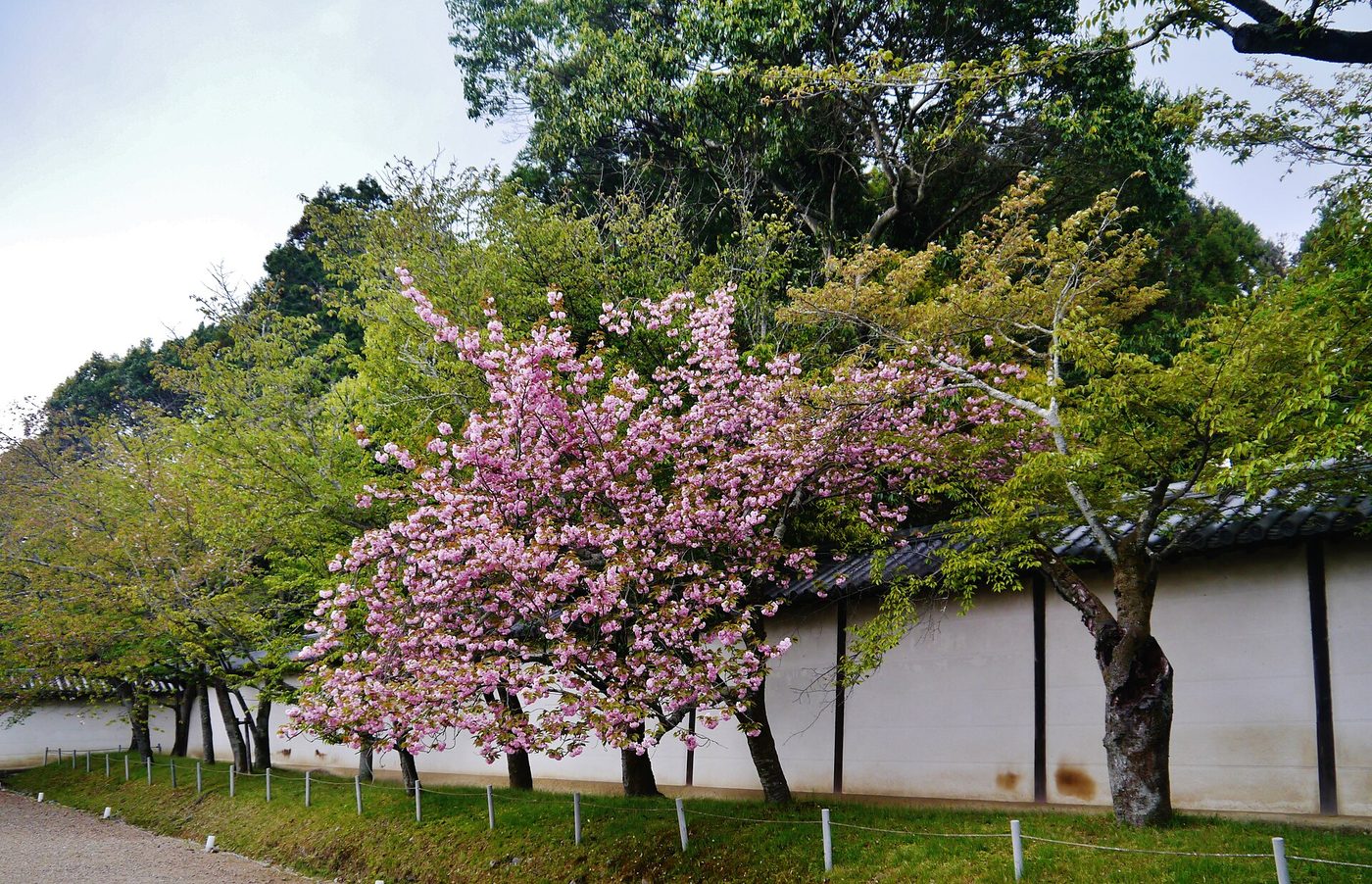 Daigo-ji Temple (Cherry Blossom)