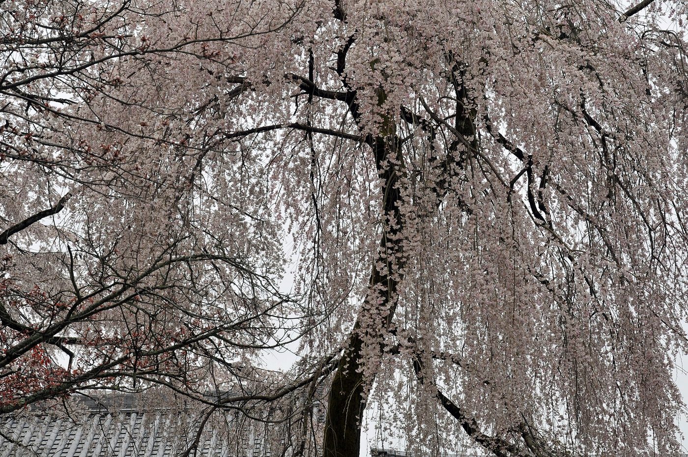 Daigo-ji Temple (Cherry Blossom)