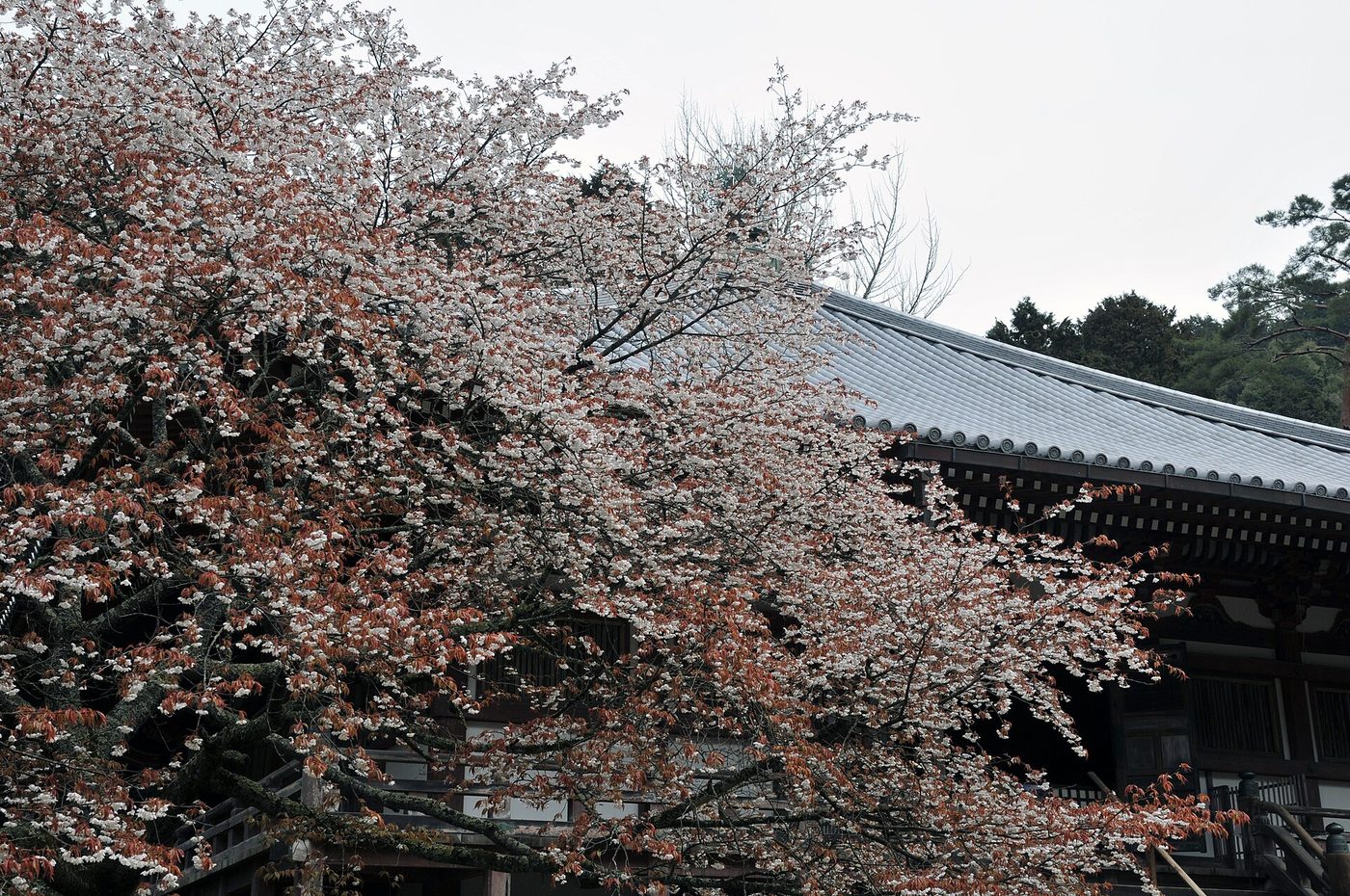 Daigo-ji Temple (Cherry Blossom)