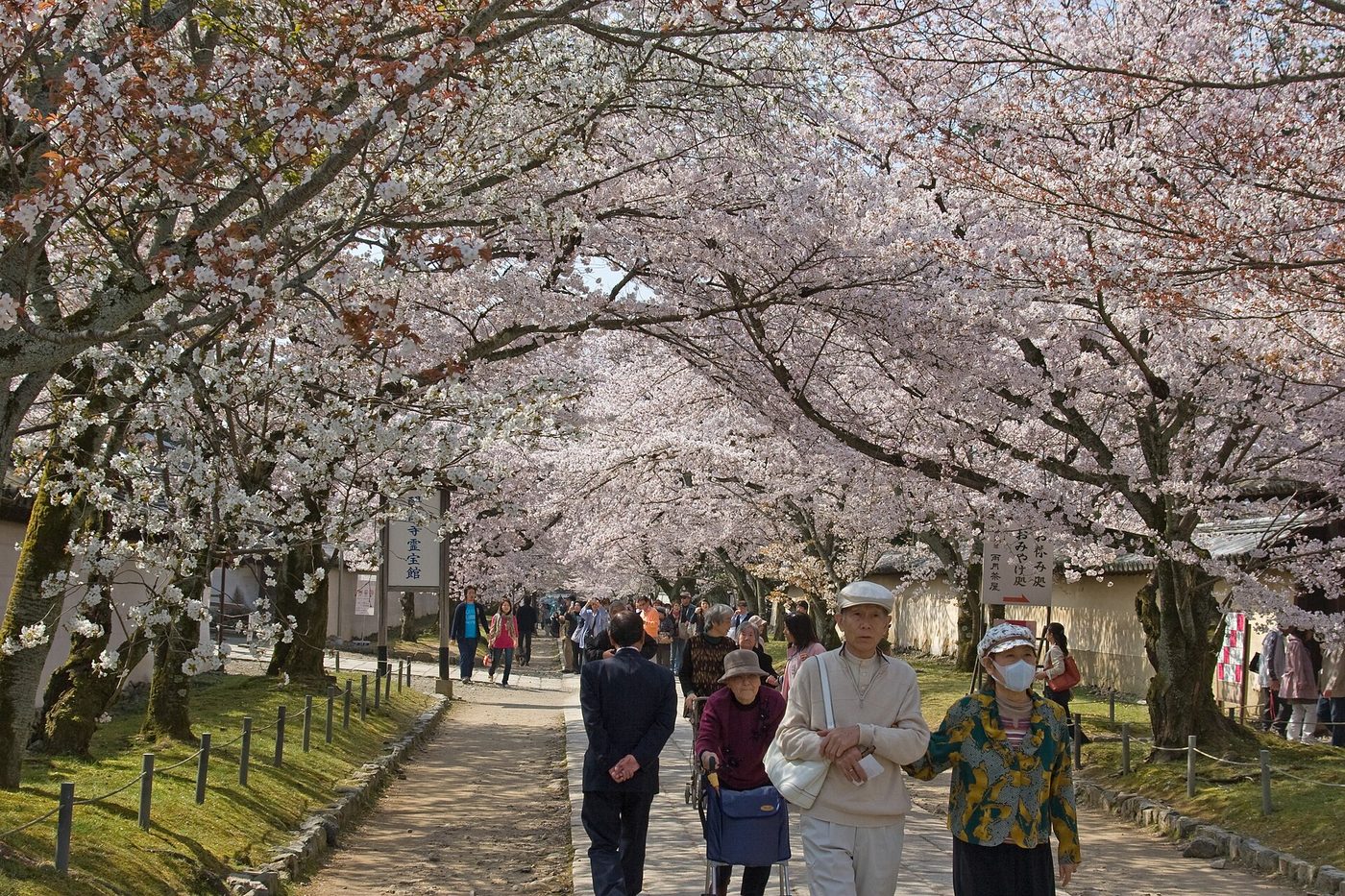 Daigo-ji Temple (Cherry Blossom)