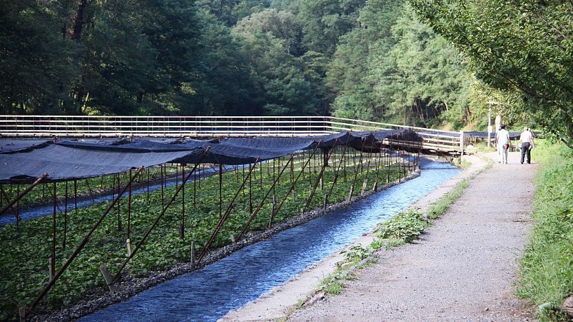 Daio Wasabi Farm