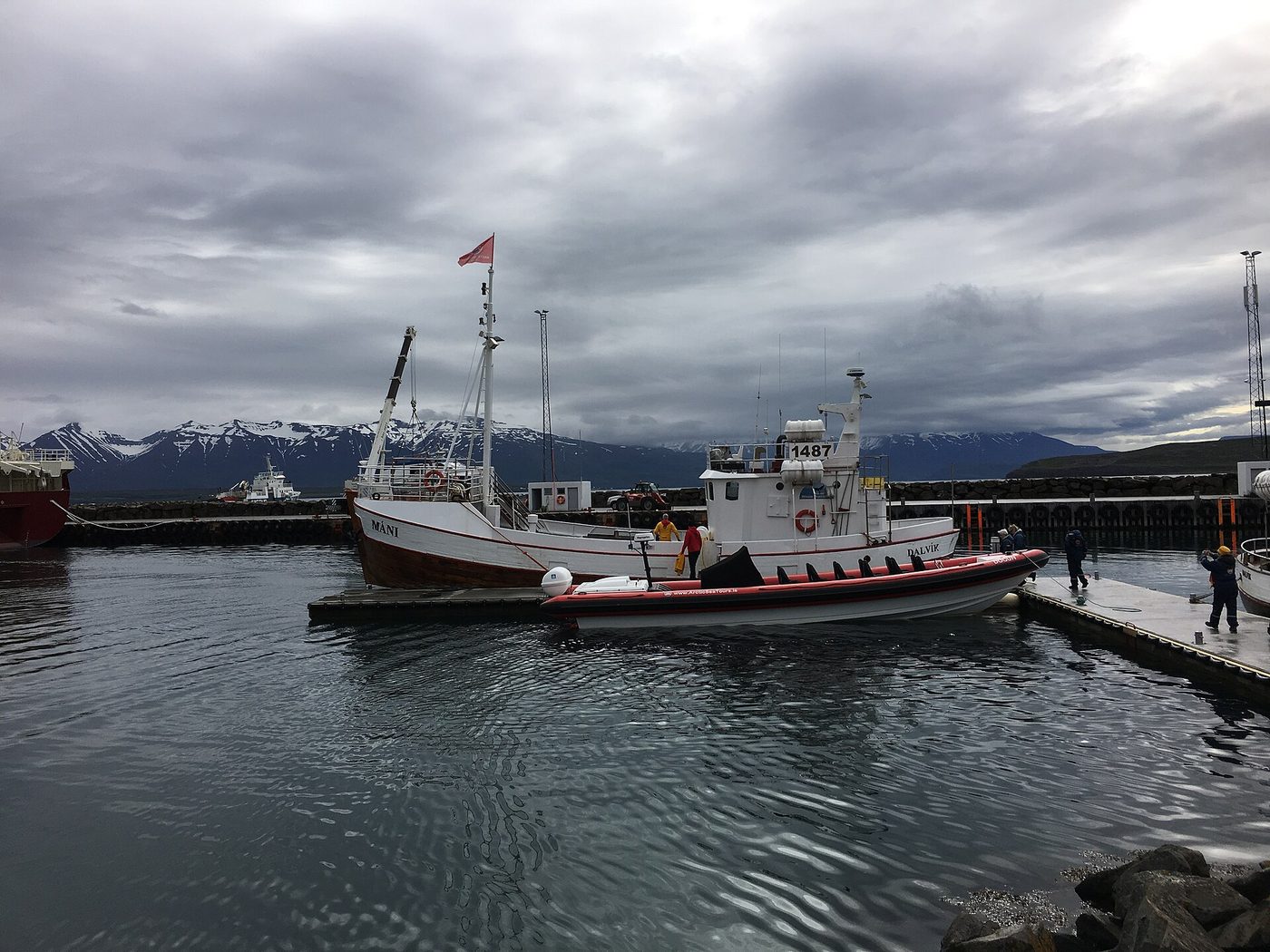 Dalvík Whale Watching