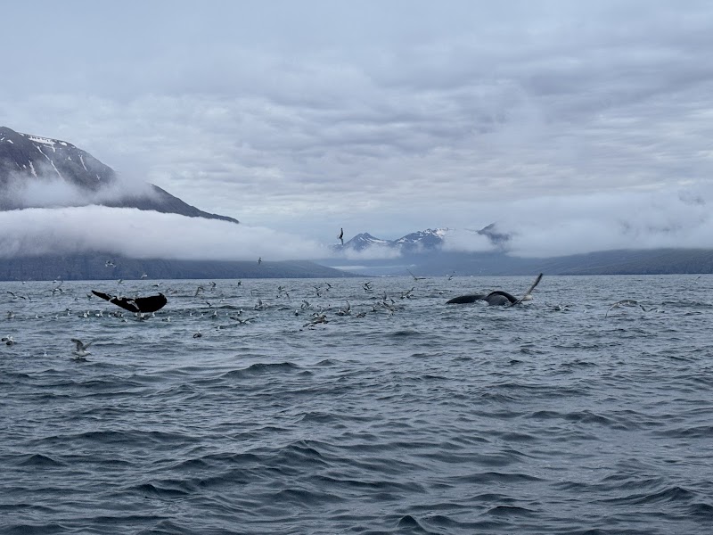 Dalvík Whale Watching