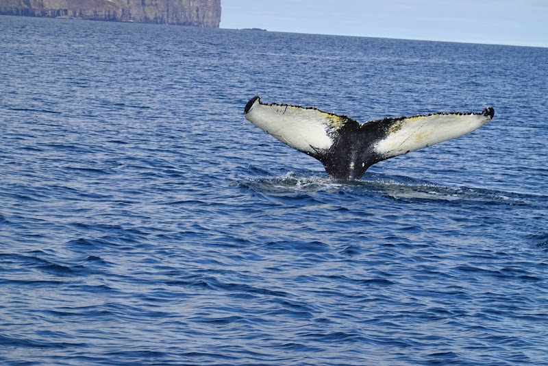 Dalvík Whale Watching