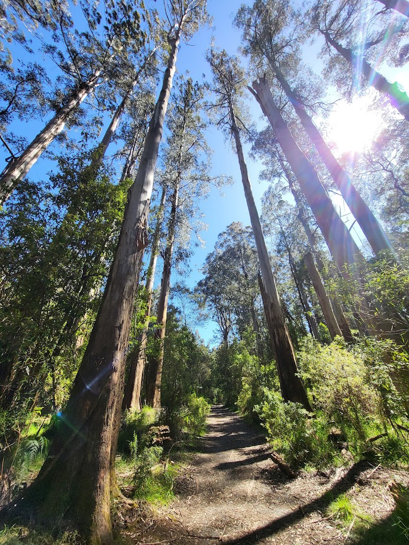Dandenong Ranges