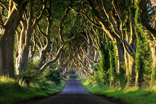 Dark Hedges