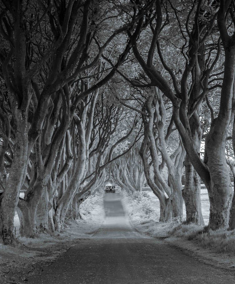 Dark Hedges