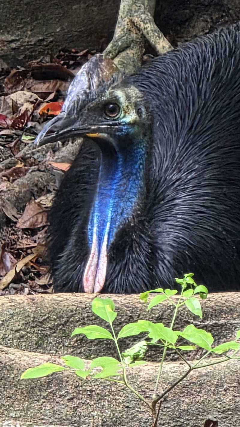 David Fleay Wildlife Park