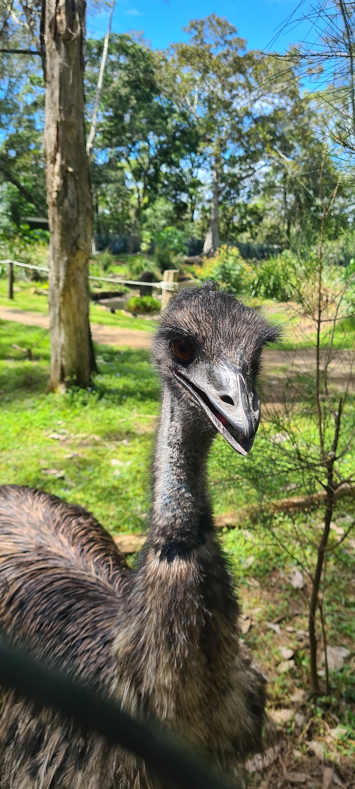 David Fleay Wildlife Park