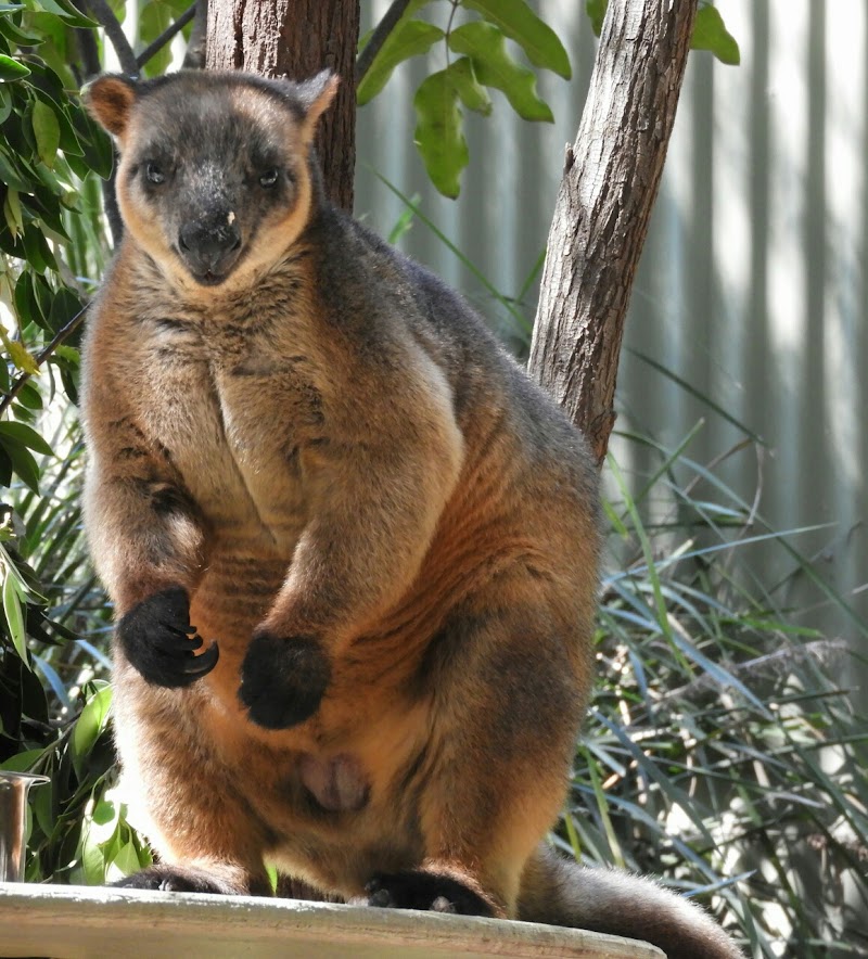 David Fleay Wildlife Park