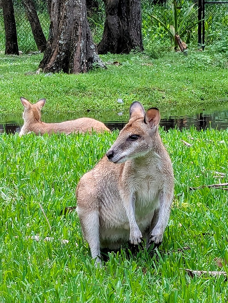 David Fleay Wildlife Park