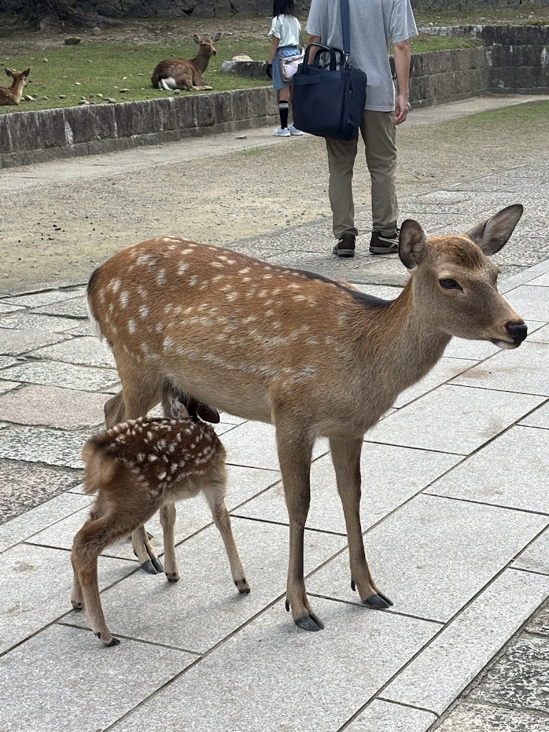 Deer Antler Cutting Ceremony