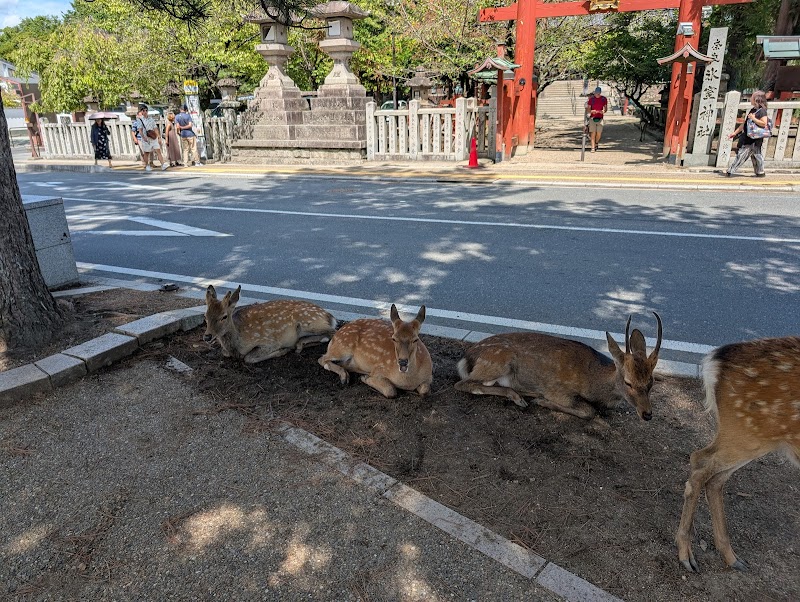 Deer Antler Cutting Ceremony