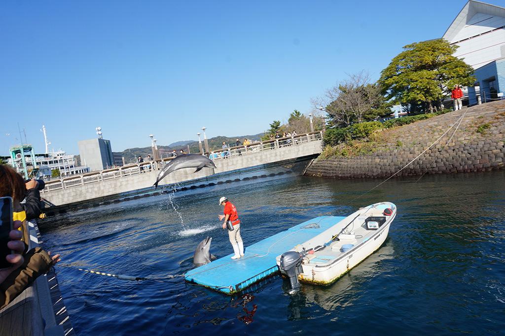 Dolphin Port