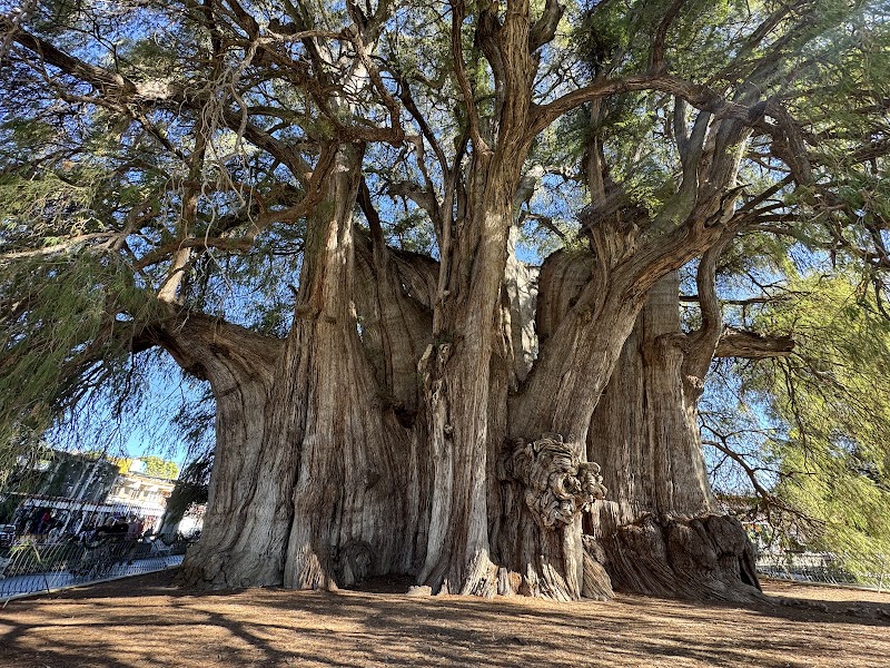El Tule Tree