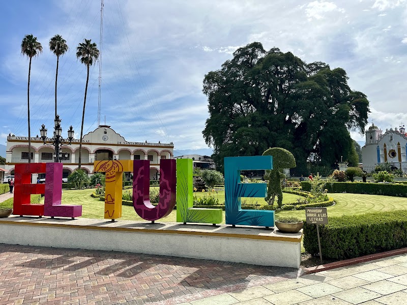 El Tule Tree