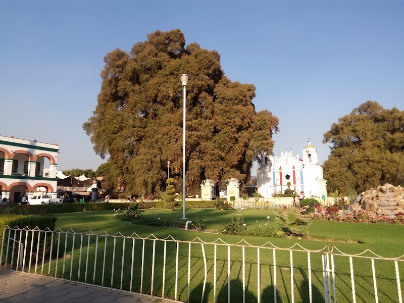 El Tule Tree