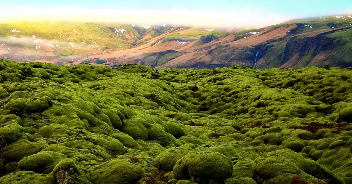 Eldhraun Lava Field