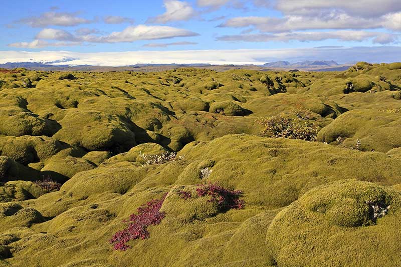 Eldhraun Lava Field