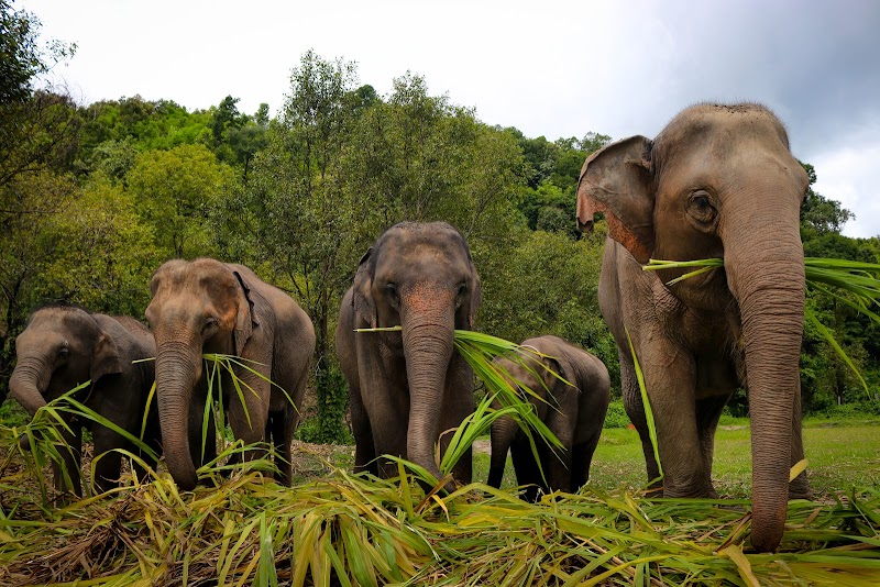 Elephant Jungle Sanctuary