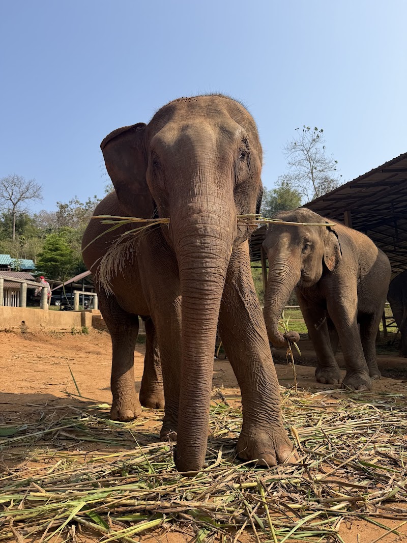 Elephant Jungle Sanctuary