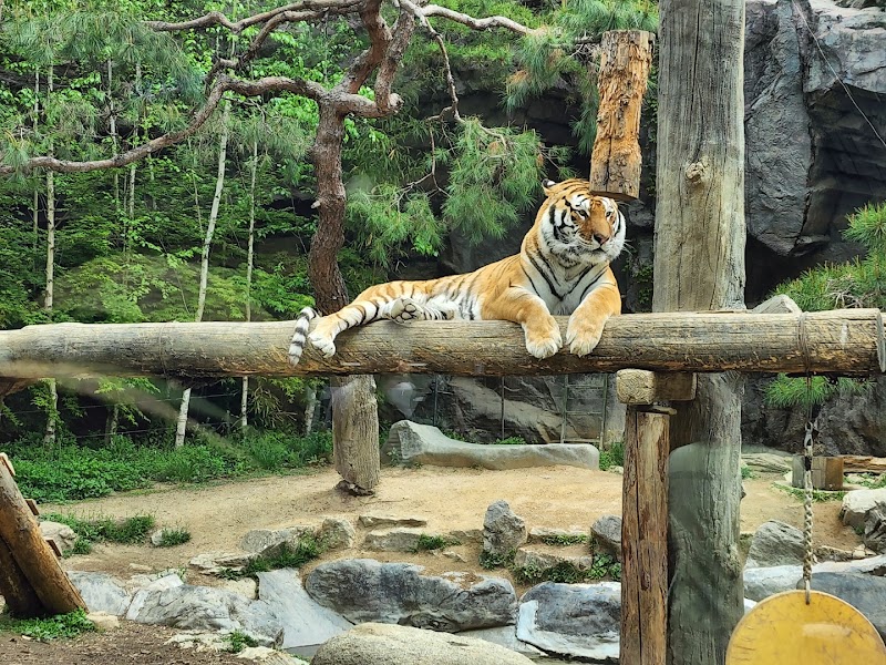 Everland Theme Park