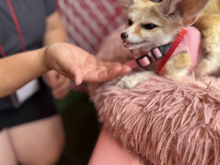 Ferret Cafe Miwa