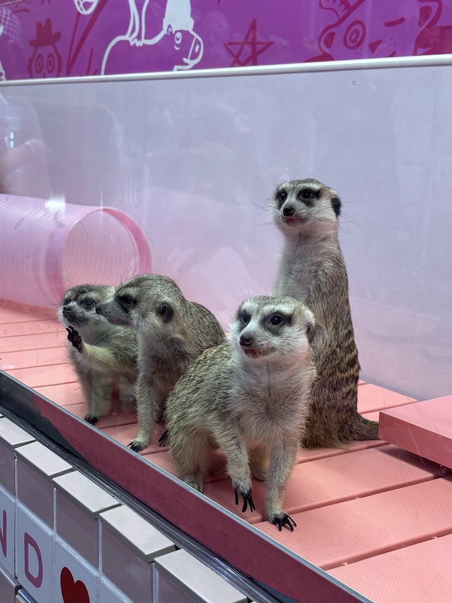 Ferret Cafe Miwa