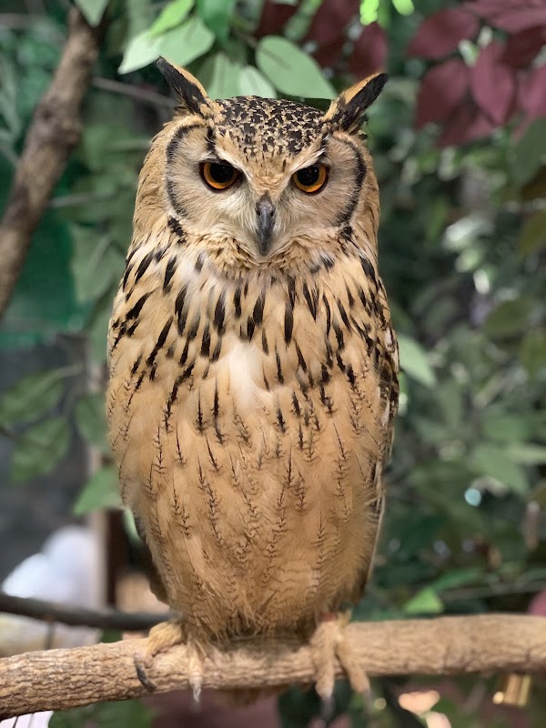 Forest of Owl Harajuku