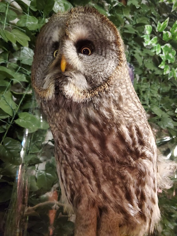 Forest of Owl Harajuku