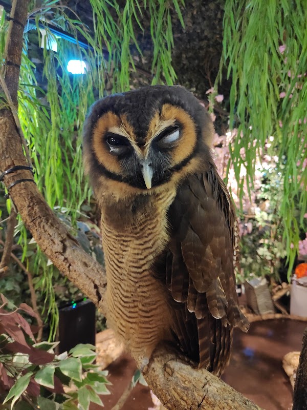 Forest of Owl Harajuku