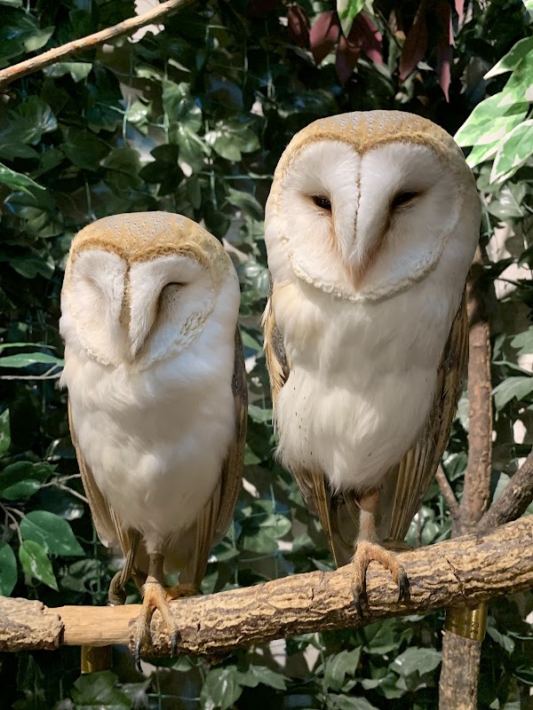 Forest of Owl Harajuku