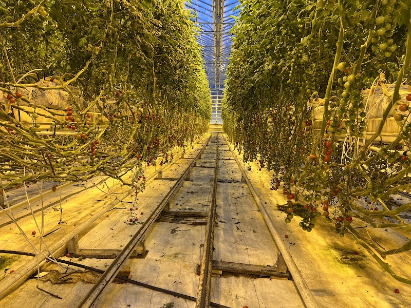 Friðheimar Tomato Farm