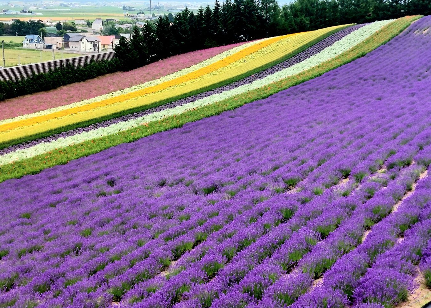 Furano Lavender