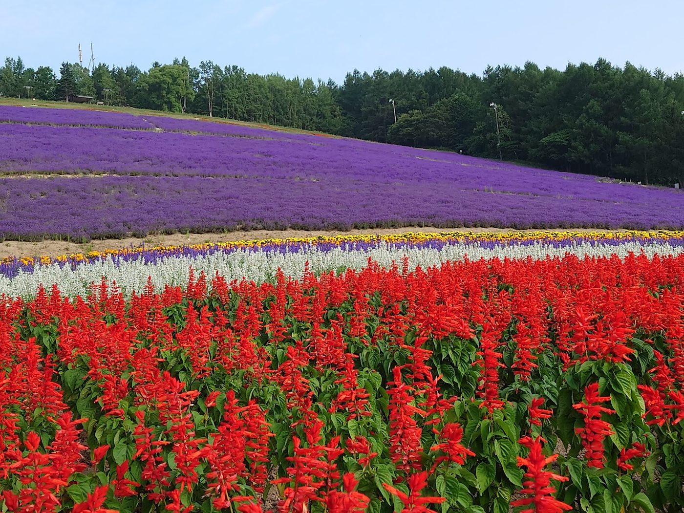 Furano Lavender