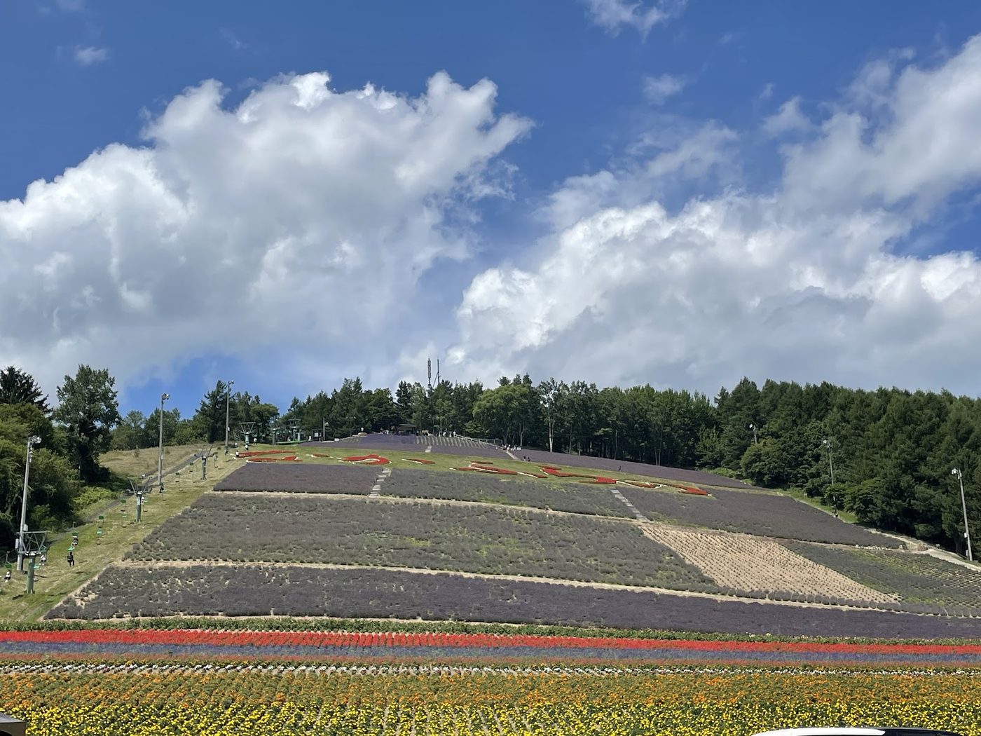 Furano Lavender