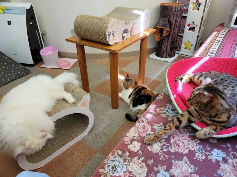 Cat Cafe Nyankoto