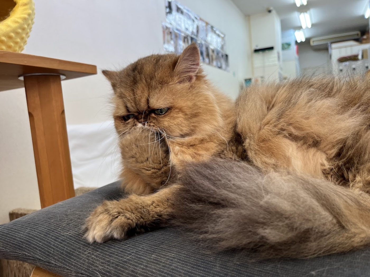 Cat Cafe Nyankoto