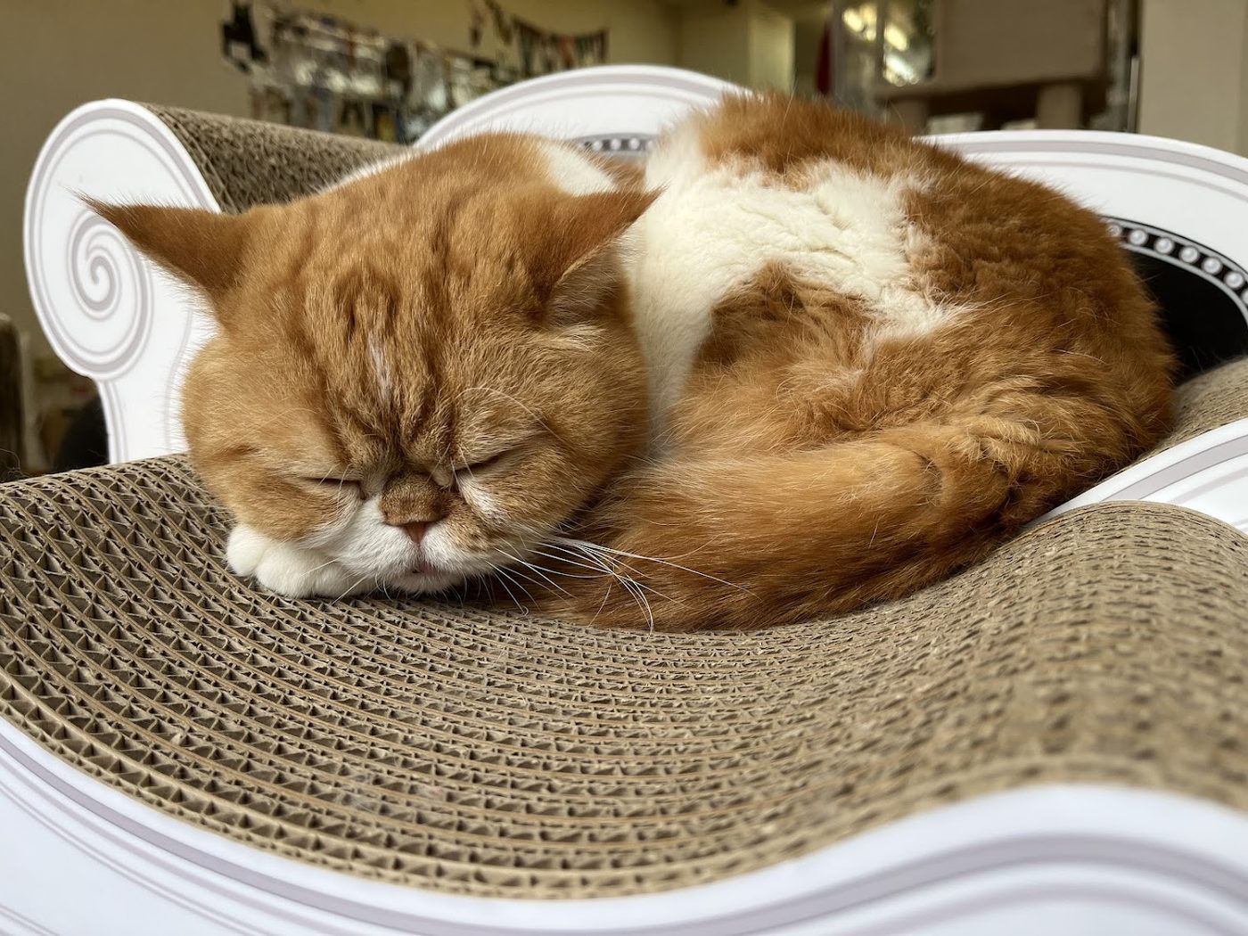 Cat Cafe Nyankoto