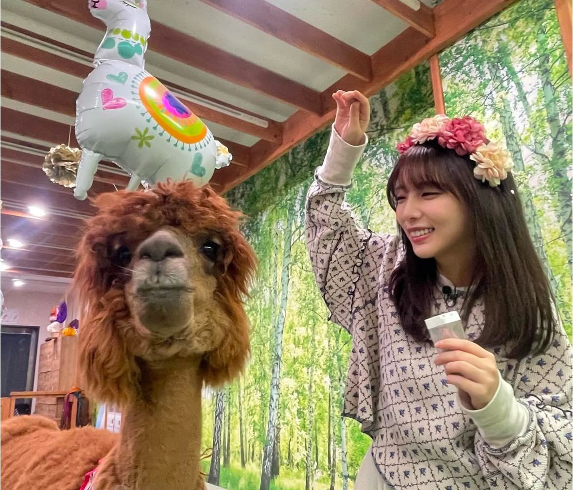 Alpaca fureai land