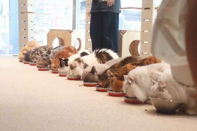Cat Cafe MOFF Yodobashi Akiba