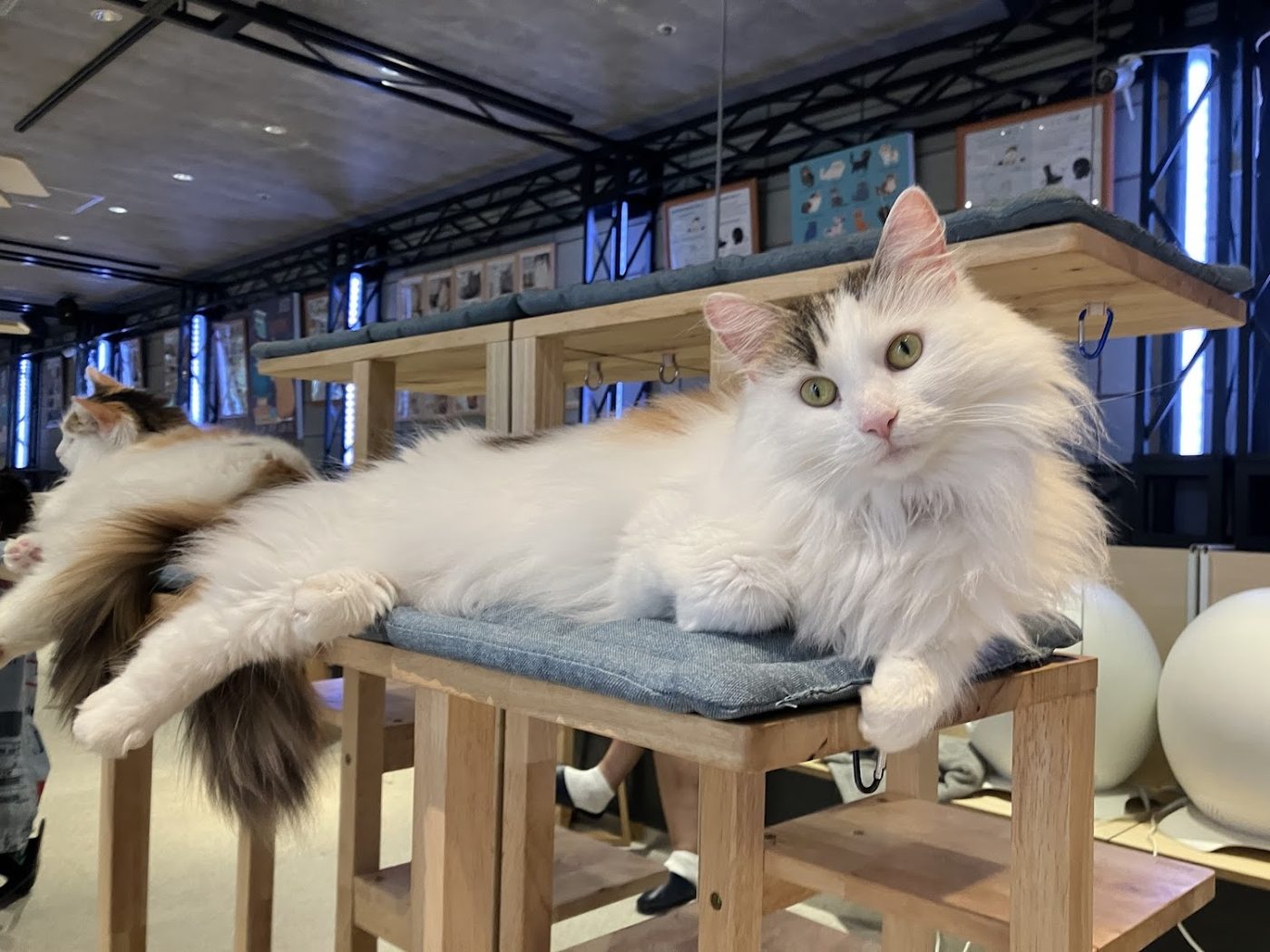 Cat Cafe MOFF Yodobashi Akiba