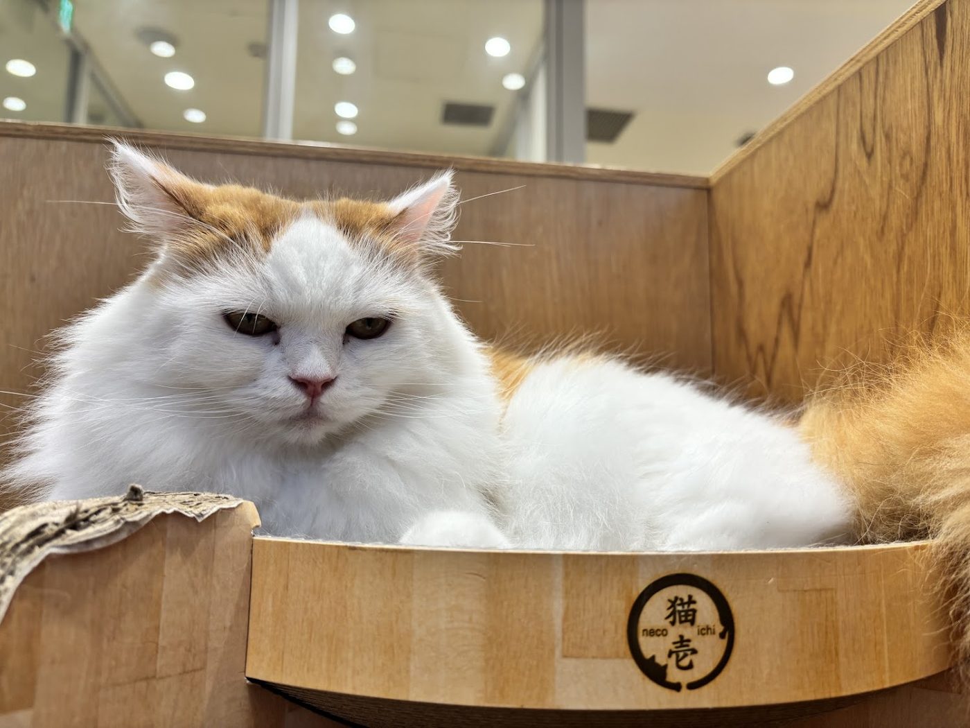 Cat Cafe MOFF CUTE CUBE Harajuku
