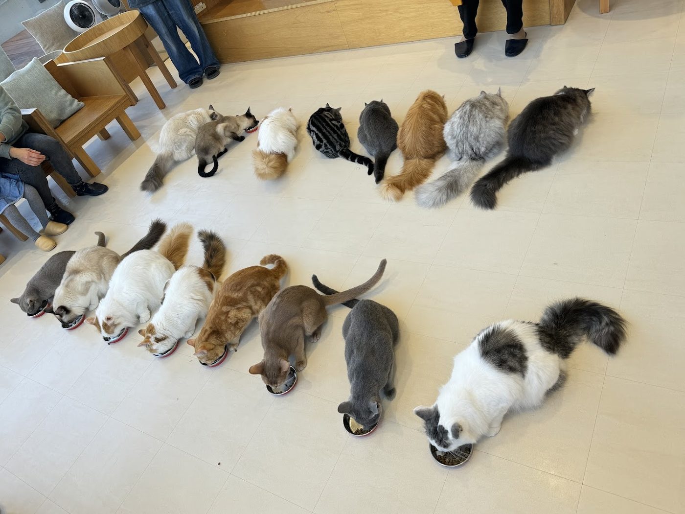 Cat Cafe MOFF CUTE CUBE Harajuku