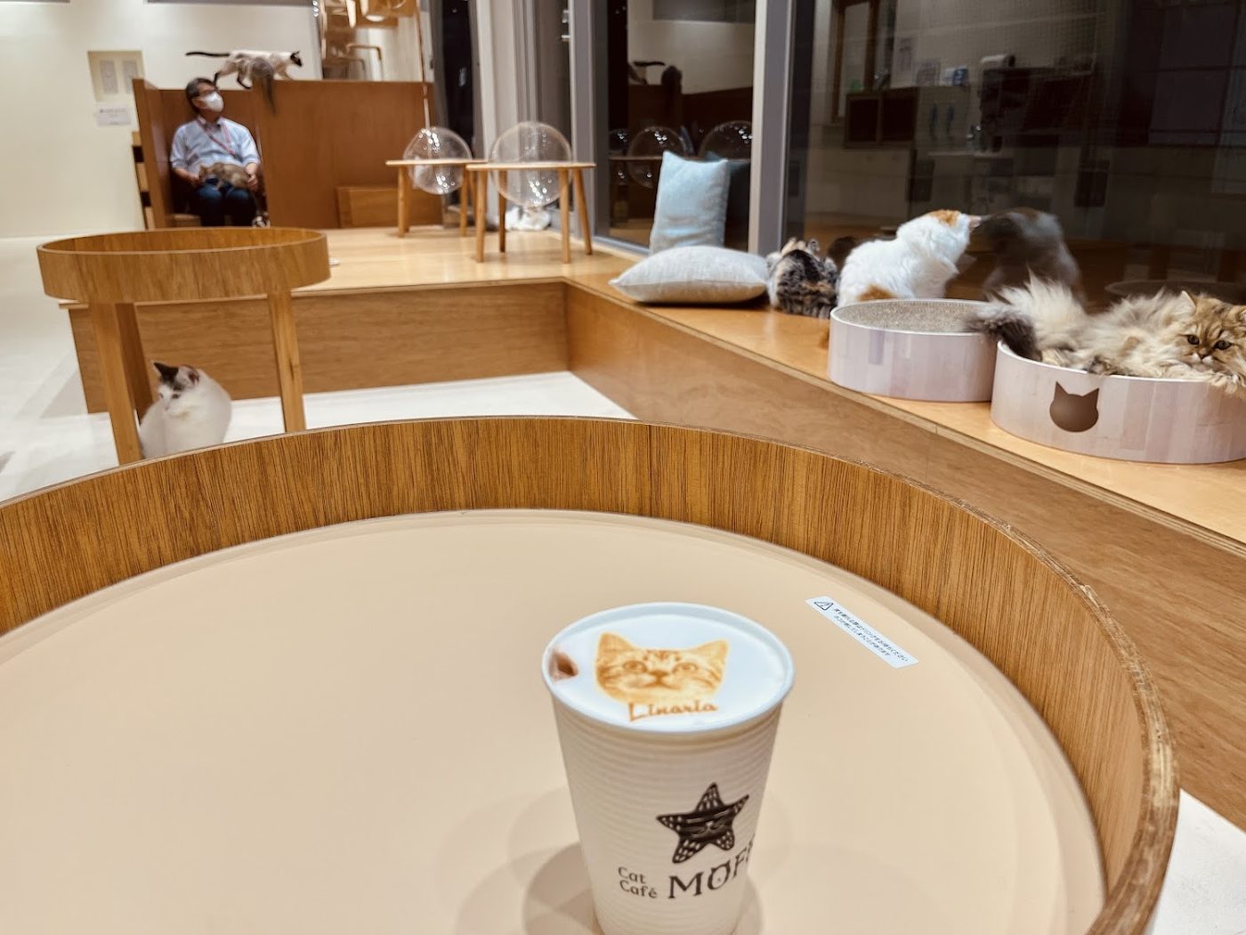 Cat Cafe MOFF CUTE CUBE Harajuku