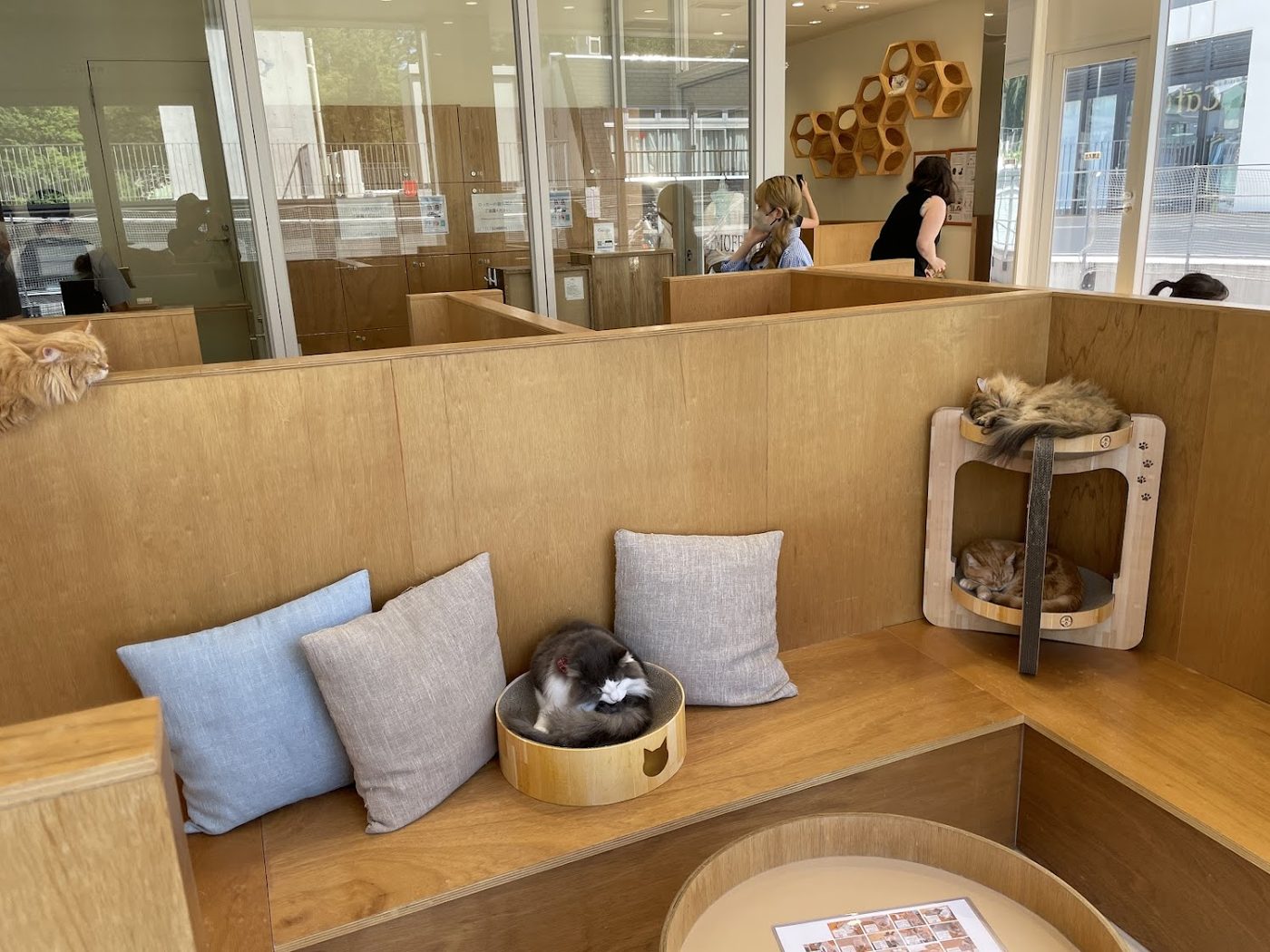 Cat Cafe MOFF CUTE CUBE Harajuku
