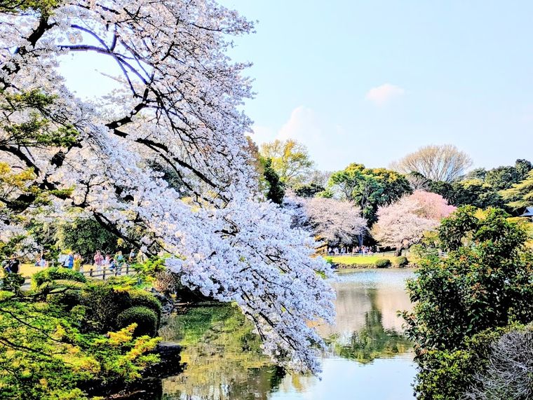 Shinjuku Gyoen Cherry Tree Area