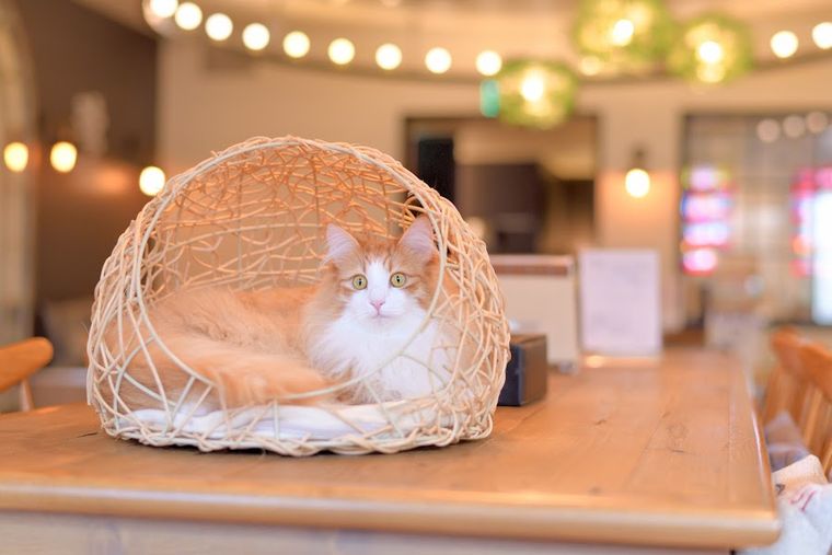Cat Cafe Mocha Lounge Ikebukkuro East Store