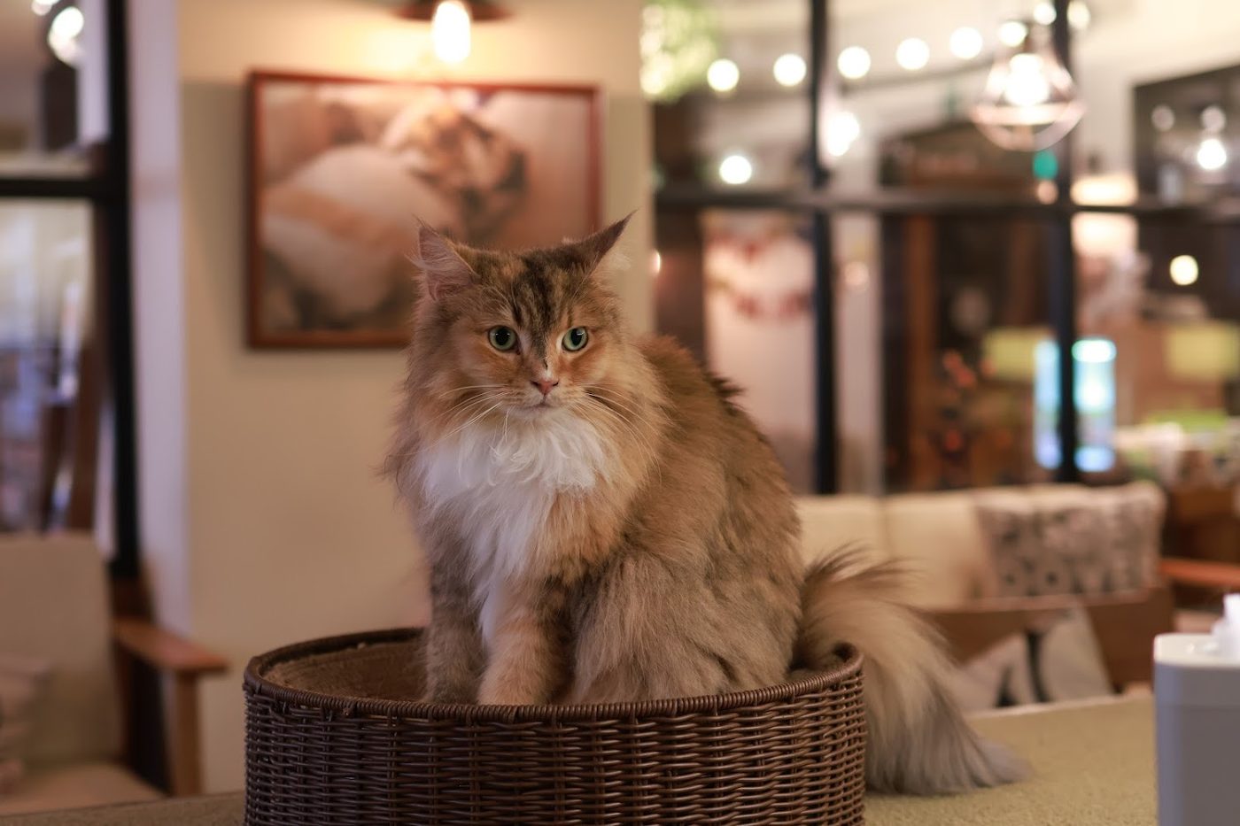 Cat Cafe Mocha Lounge Ikebukkuro East Store