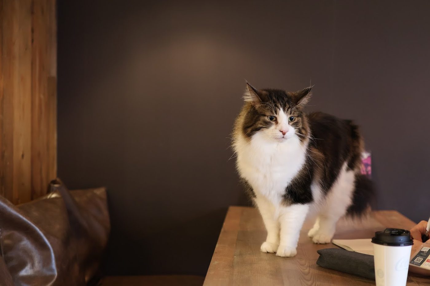 Cat Cafe Mocha Lounge Ikebukkuro East Store